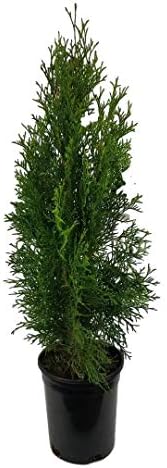 Emerald Green Arborvitae Tree ( Thuja ) - Live Plant - Trade Gallon Pot