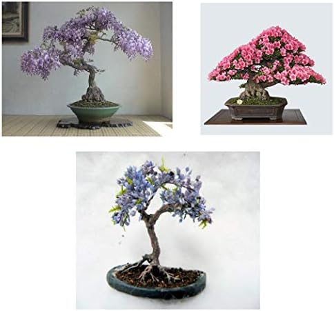 Four Globe Willow Tree Cuttings - Fast Growing Shade or Privacy - Get 4 Live Tree Plants - Globe Willow - Great for Bonsa