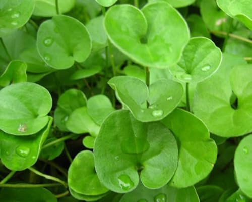 Dichondra Repens Grass Seeds - 1 Pound