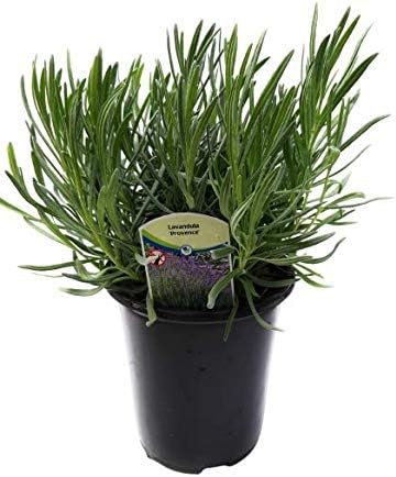 L+ Provence Lavender — 1 Live Plant in 2.5QTs — Blue-Purple Flowers — Fragrant, Bee-Friendly, Drought & Deer Resistant Perennial — Zones 5–9
