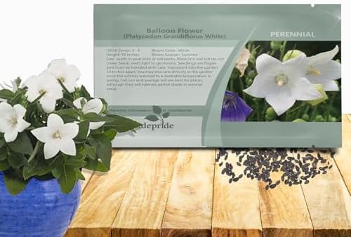 Outsidepride Blue Balloon Flower Seeds for Planting – 1000 Pcs Perennial, Drought-Tolerant, Easy to Grow, Low Maintenance, Pollinator-Friendly, Star-Shaped Blooms for Outdoor Gardens and Borders