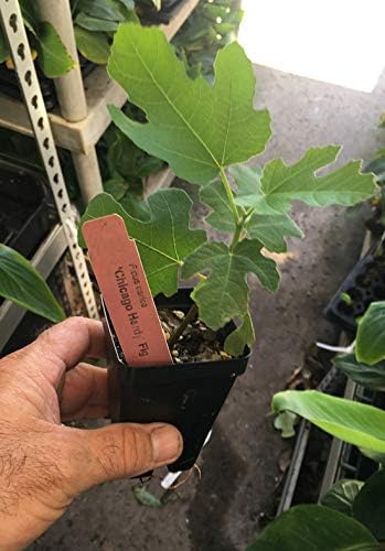 Chicago Hardy Fig Tree - Very Cold-Hardy - Live fig Tree