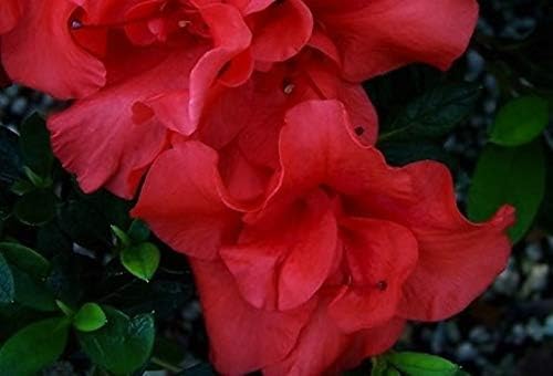 Autumn Embers Encore Azalea