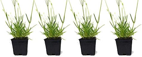 L+ Hidcote Blue Lavender — 4 Live Plants in 4" Pots — Deep Purple-Blue Flowers — Fragrant, Bee-Friendly, Drought & Deer Resistant Perennial — Zones 5–9, Cut Flower & Sachet