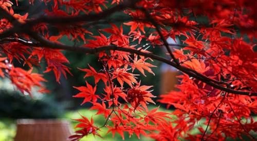 Bloodgood Red Japanese Maple Tree - 2 Year Live Plant - Acer palmatum 'Bloodgood' by - Japanese Maples and Evergreens