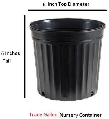 Apricot Echo Orange Tea Olive - Live Plant - (2.5 QT)