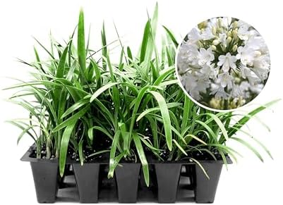 Agapanthus Africanus Getty White | 60 Live Plants | Evergreen Perennial, Summer Blooms, Long-Lasting Flowers, Low Maintenance, Container Friendly, Dramatic Foliage, Pollinator Friendly