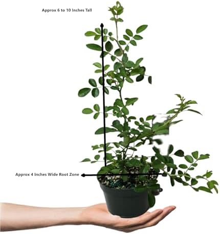 Seven Sisters Climbing Rambler Rose - Antique Heirloom Rosa Hybrid - Live Plant - Fragrant Spring Bloom - Double Pink Flower - Emerald Goddess