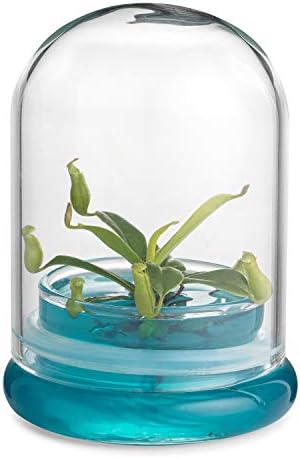 Bloomify Pitcher Plant – Live Nepenthes Tobaica – Zero Care Carnivore Plants Terrarium - Self-Sustaining Pitcher Plant Ecosystem – Great Gift