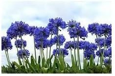 Lily of the Nile, 20+ SEEDS Flowers,Blue African Lily Agapanthus africanus