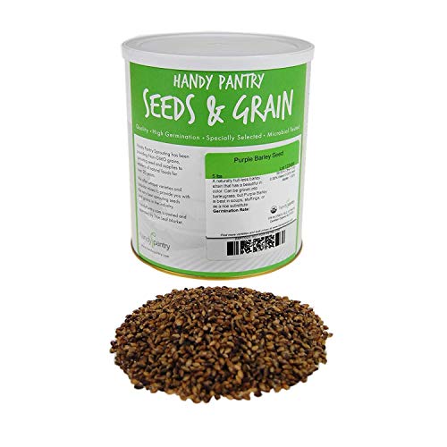 Handy Pantry Purple Barley Seeds - Certified Organic - 35 Lb Bucket | Also Called Black Barley - No Hull - For Barleygrass, Grind for Flour, Food Storage, Soups & More