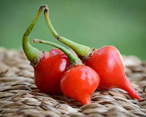Red Biquinho Chupetinho Heirloom Little Beak Pickling Pepper Premium Seeds for Planting Packet