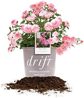 Perfect Plants Sweet Drift Rose Live Plant, 1 Gallon, Pink Ground Cover | Baby blush blooms 8 to 9 months a year, zones 5-10, low mounding perennial, drought tolerant and winter hardy