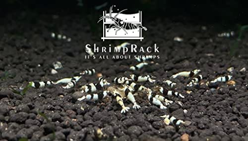 ShrimpRack® 10+1 Crystal Black Shrimp CBS Grade S-SSS Live Freshwater Aquarium Shrimps 1/4 to 1/2 inch Long.