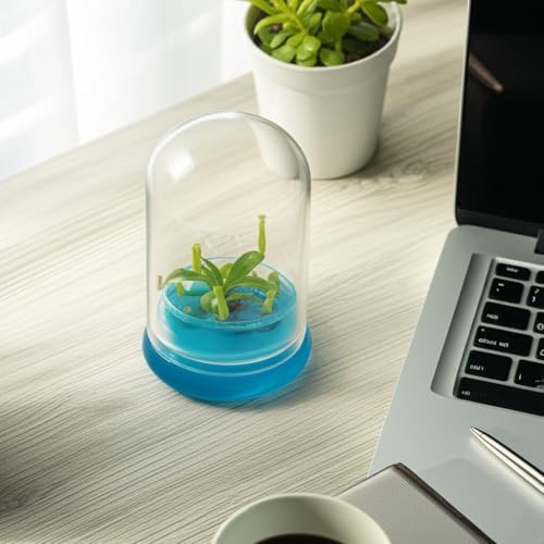Bloomify Pitcher Plant – Live Nepenthes Tobaica – Zero Care Carnivore Plants Terrarium - Self-Sustaining Pitcher Plant Ecosystem – Great Gift