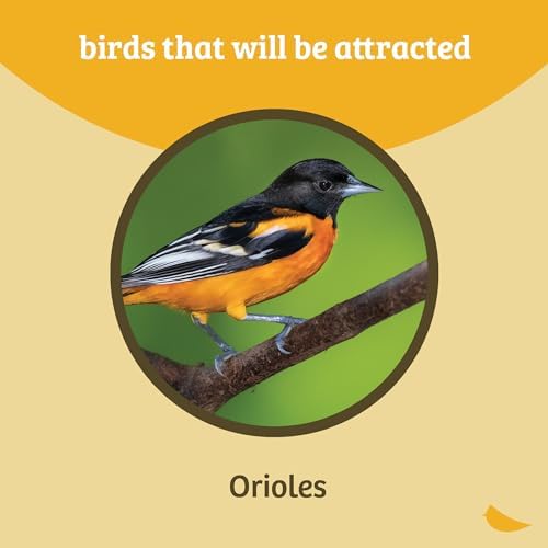 Birds Choice Flower-Shaped Oriole Feeder for Jelly & Oranges | 3oz, Orange | Removable Cup and Fruit Pegs with Heart Ornament, Sturdy for Garden and Backyard, Orange Finish
