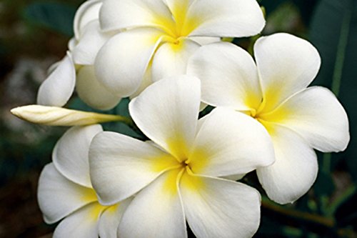 4 Hawaiian Plumeria Plant Cuttings Mixed Colors Pink, Yellow, White