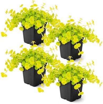 Creeping Jenny (Lysimachia nummularia) (2 Pack) - Live Trailing Ground Cover Perennial, 6" Tall by 4" Wide in 1 Pt Pot