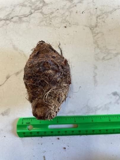 2 Upright Elephant Ear Bulbs- Nice Bulbs!
