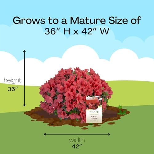 2 Gallon Encore Azalea Autumn Sunset Shrub