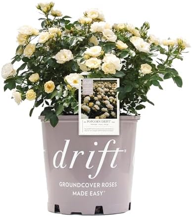 Drift 2 Gal. Popcorn Rose Shrub