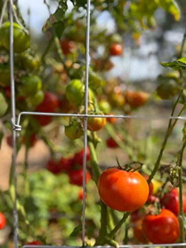 Happy Trees Large Heavy Duty Folding Tomato Cages, 3-Pack, Made in USA