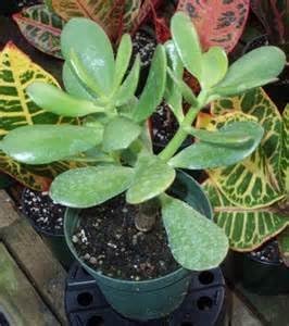 Jade Plant - Crassula Ovuta - Easy to Grow