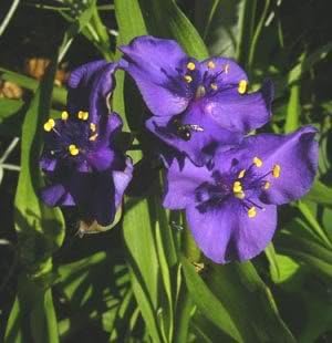 100 Ohio Spiderwort (Widows Tears/Bluejacket) Tradescantia Ohiensis Flower Seeds
