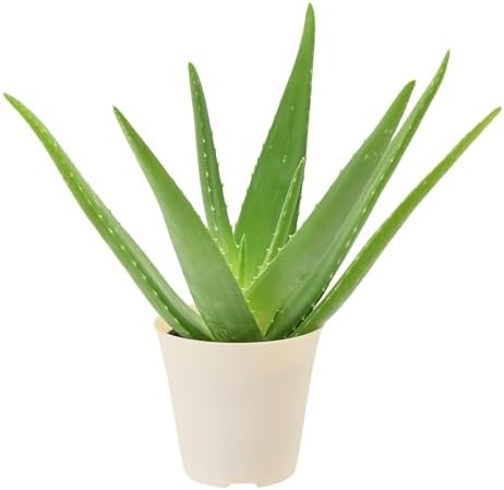 Arcadia Garden Products Live Aloe Vera Succulent Easy Indoor Houseplant in Plastic Pot, Air Purifying Ornamental Plant Gift for Home and Garden Decor