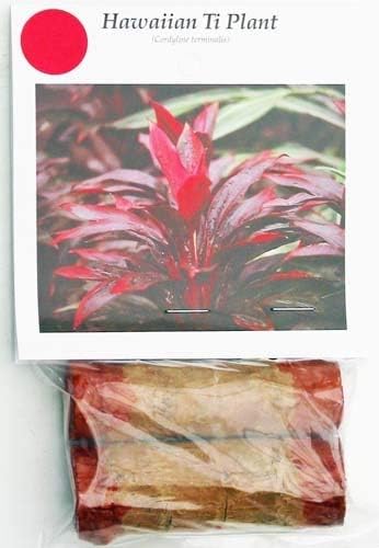 HAWAIIAN RED TI LEAF PLANT 2 LOGS ~ GROW HAWAII