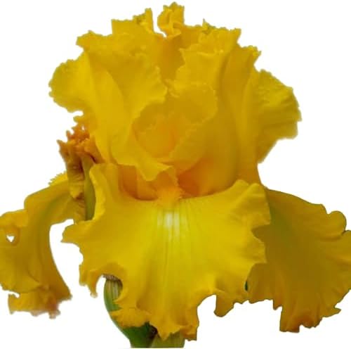 Big as The Moon Bearded Iris (Iris germanica) Plant Potted, Fragrant Yellow Flowers, Repeat Blooms, Stargazer Perennials