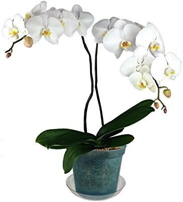 Orchid Pot - 6 inch Slotted Clear Orchid Pots - 3 Pack (Crystal Clear)