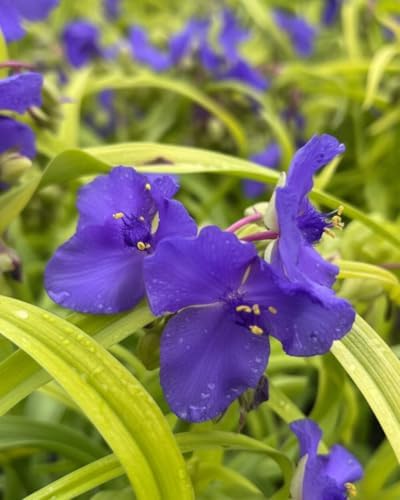 Perennial Farm Marketplace Tradescantia andersoniana 'Sweet Kate' (Spiderwort) Perennial, Size-#1 Container, Brilliant Gentian Blue Flowers
