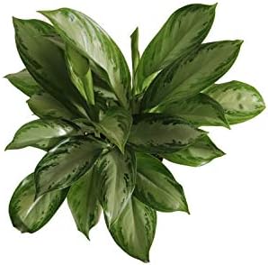 Aglaonema Silver Bay - 6" from California Tropicals
