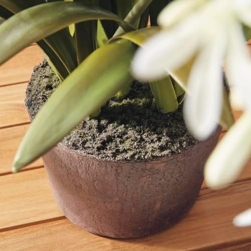 Napa Home & Garden Conservatory Agapanthus Drop in Plant 29 Inch White