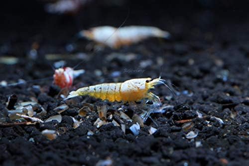 Live Freshwater Aquarium Shrimp - Caridina (Crystal Red Shrimp S-SSS Grade, 5 Pack)