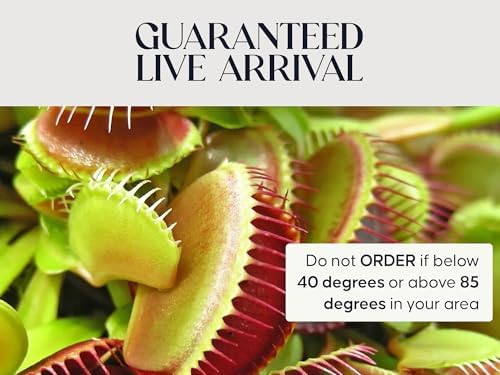 Venus Fly Trap Live Plant with White Ceramic Pot and Carnivorous Plant Soil | Everything to start with carnivorous plants, easy care guide