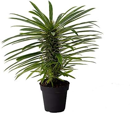 American Plant Exchange Live Madagascar Palm Tree, Plant Pot for Home and Garden Decor, 4" Pot