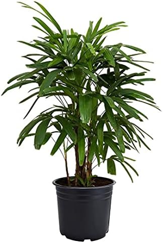 American Plant Exchange Lady Palm – 6-Inch Pot – Live Easy Care Indoor Houseplant, Air-Purifying, Low-Light Tropical Palm for Home, Office