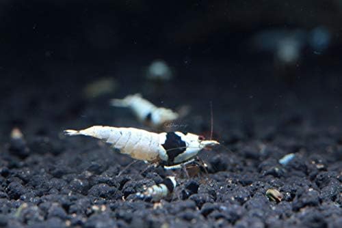 Live Freshwater Aquarium Shrimp - Caridina (Crystal Red Shrimp S-SSS Grade, 5 Pack)