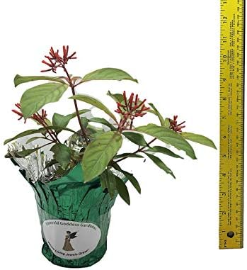 Scarlet Firebush - Hamelia Patens - Live Shrub Plant -Florida Native - Orange Red Flower - 8-10 Inches Tall - 4 Inch Pot