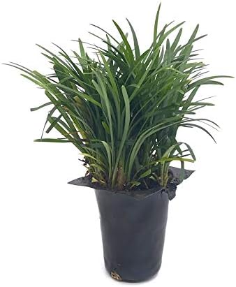 Dwarf Mondo Grass, Flat (18)