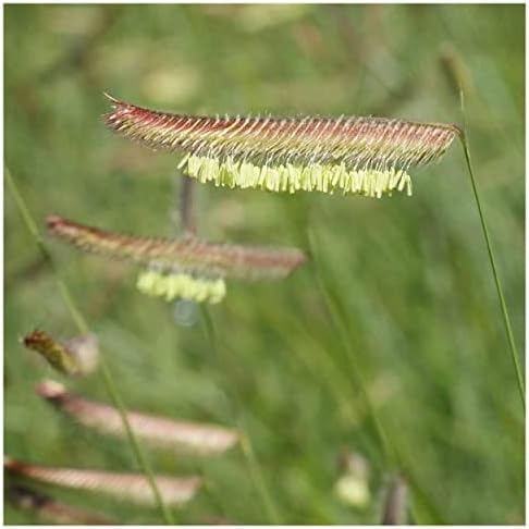 1000 Blue Grama Native Grass Seeds - Gold Vault Jumbo Seed Packet