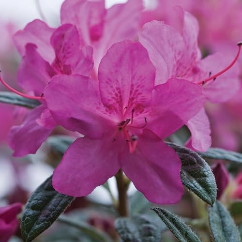 Encore Azalea 2 Gal. Autumn Amethyst Azalea Shrub