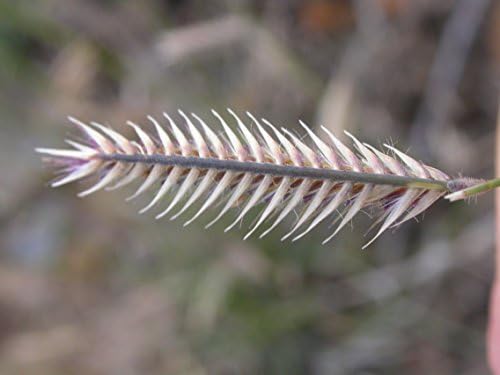 1000 Blue GRAMA Grass Gramma Bouteloua Gracilis Flower Mosquito Grass Seeds