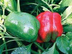 Clovers Garden Lady Bell Red Pepper Plants– Two (2) Live Plants – Non-GMO - Not Seeds - Each 4" to 8" Tall – in 4" Inch Pots – Sweet