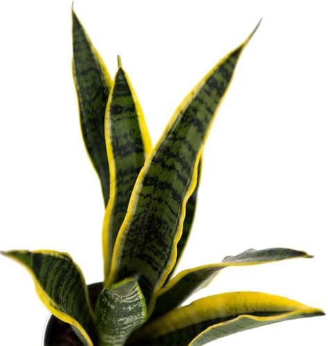 American Plant Exchange Snake Plant – Medium 6-Inch Pot Yellow Sansevieria Trifasciata, Drought-Tolerant, Air-Purifying Live Houseplant for Home