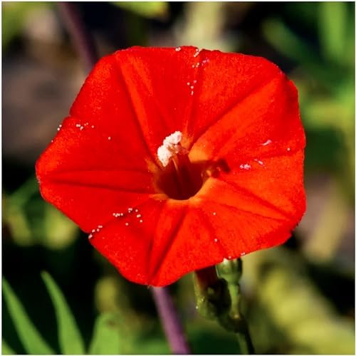 Seed Needs Cardinal Climber Seeds to Plant Red Flowering Vines 2 Packs