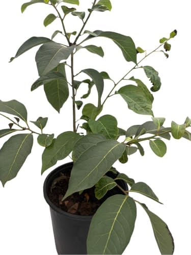 American Persimmon Tree - Diospyros virginiana - Gallon Pot - Very Hardy