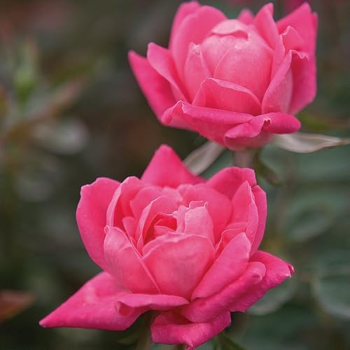 Brighter Blooms - Double Pink Knock Out® Rose Shrub, 1 Gallon - No Shipping to AK, AZ, HI